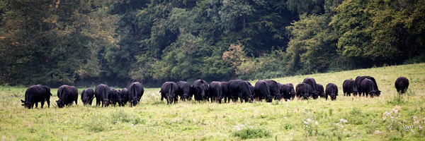 Field Place Farm