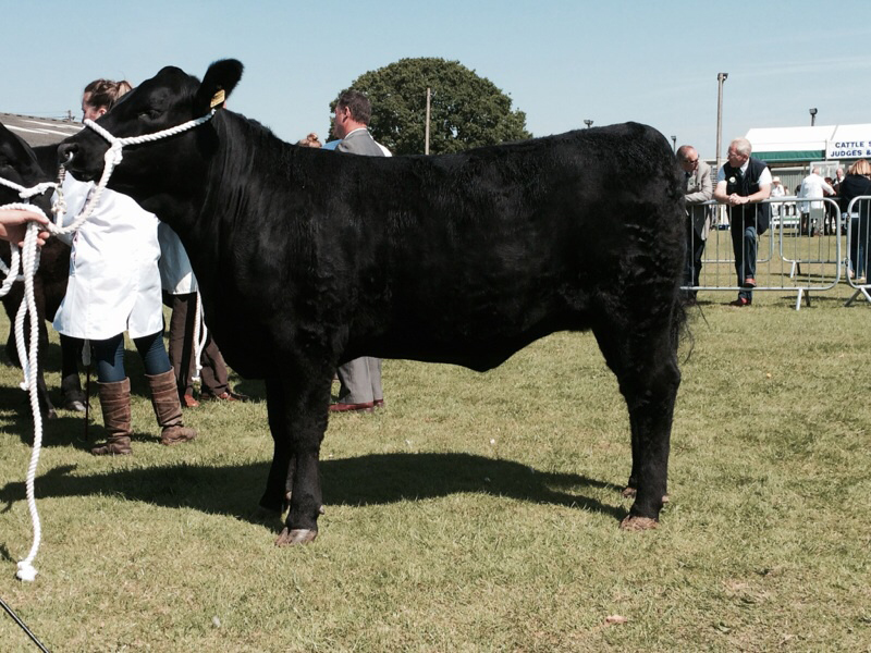 Rosemead Jessica P555