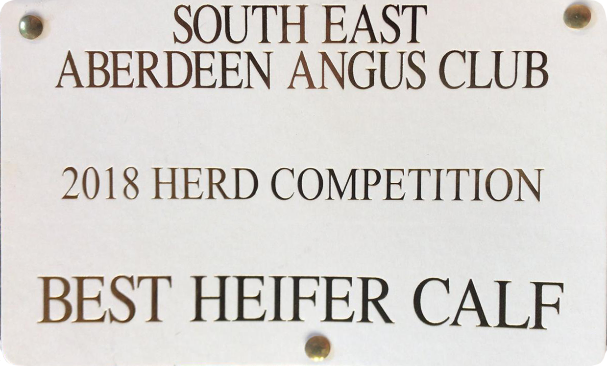 Best Heifer