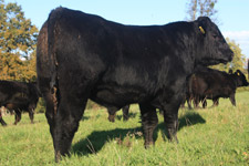 Mc Clements - Aberdeen Angus