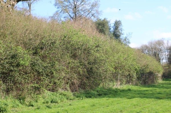 Coppice protected by Deer fencing