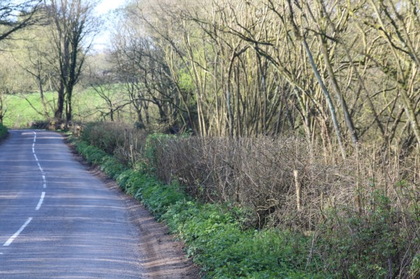 New hedge laying