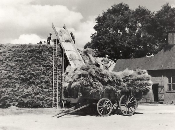 Stacking Corn Sheaves