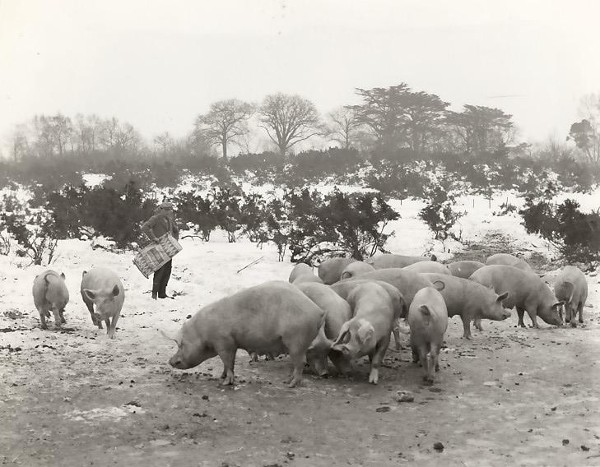 Peter Watson & Pigs