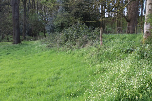 Wild garlic