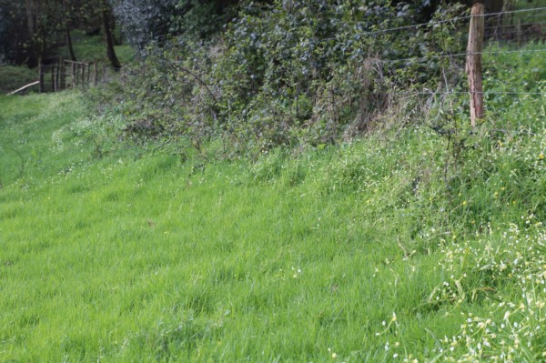 Wild garlic