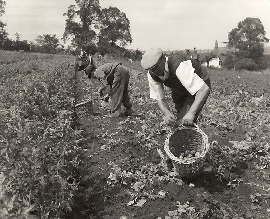 Picking Potatos