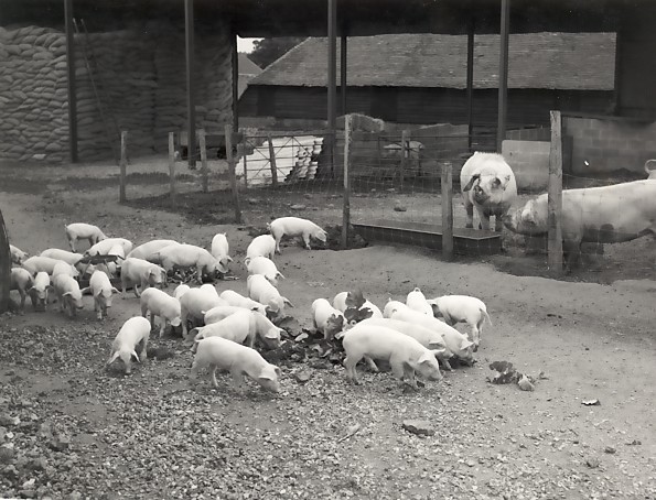 Pigs at Lydling Farm