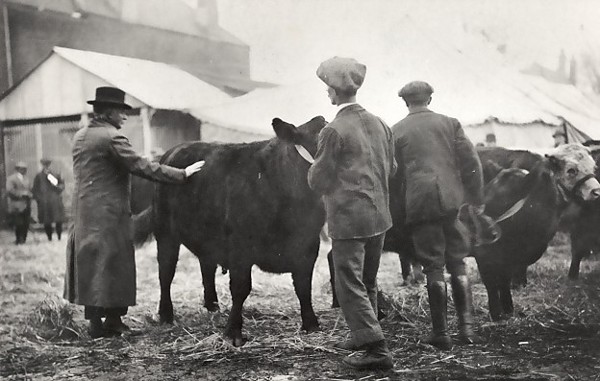Guildford Show 1901