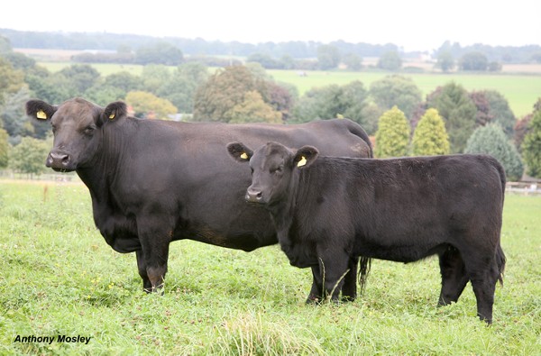 Cross Farm