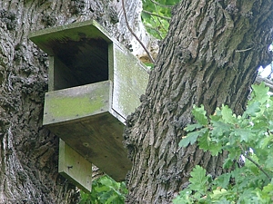 One of our many bird and owl boxes