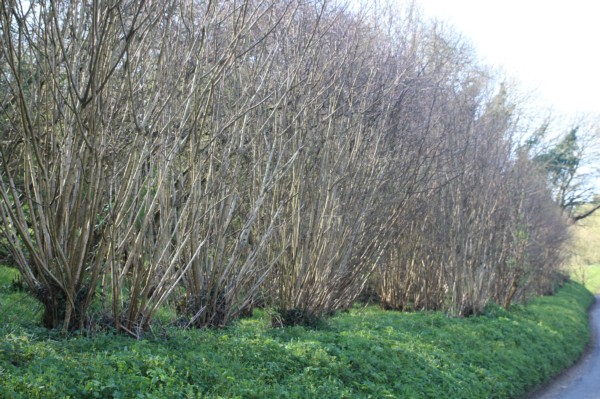 Traditional coppice