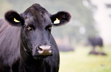 herd-gallery-pics-1.jpg
