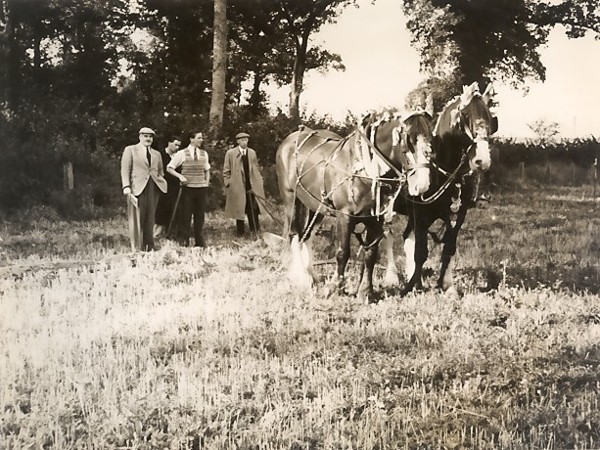 Shire Horses