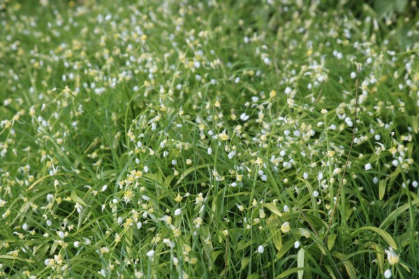 Wild garlic