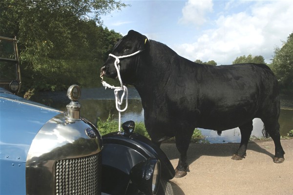 Morris "Bull Nose" with Jeronny