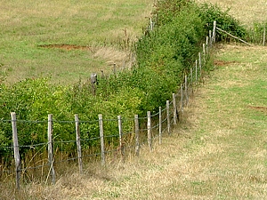 New Hedgerow