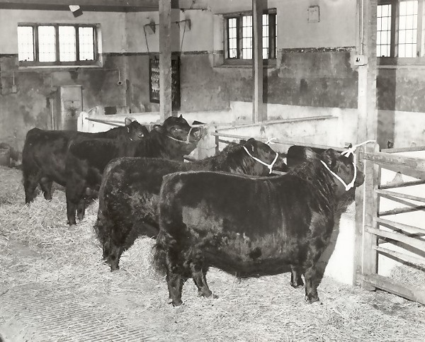 Cross Farm Bulls