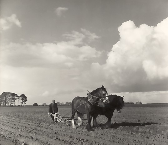 Potato Ridging