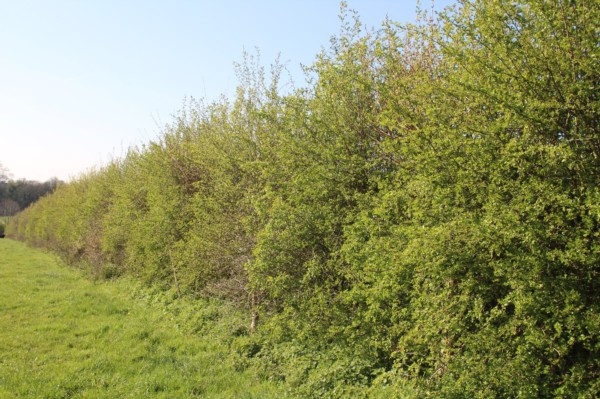 Established new hedges