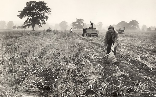 Picking Potatos