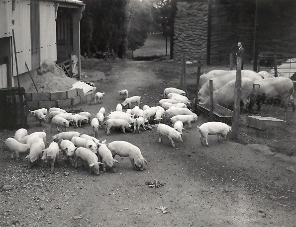 Pigs at Lydling Farm