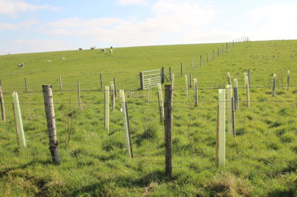 New woodlands