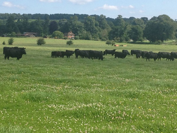 Cross Farm