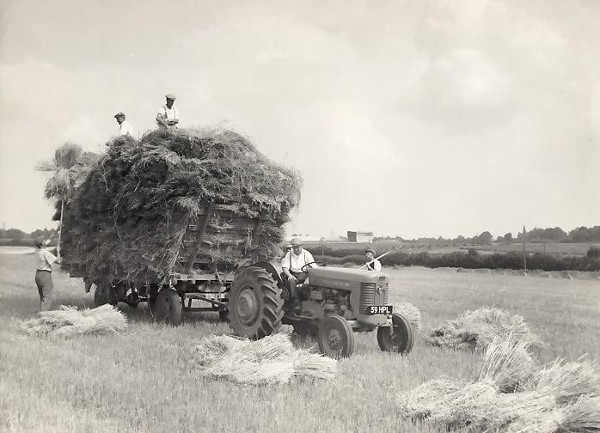 Gathering Wheat