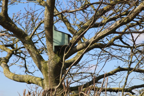 One of our many bird and owl boxes