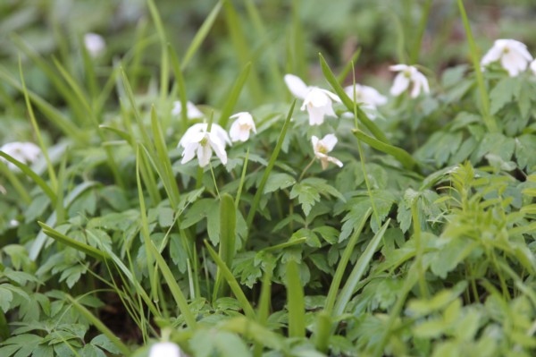 Wood anemone