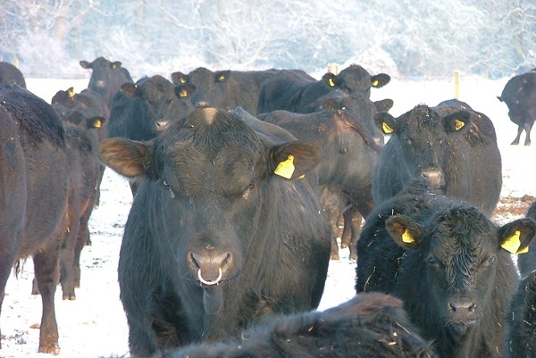 Herd 2013