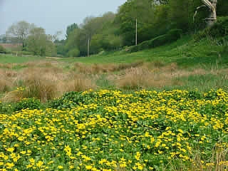 Marsh Marigolds